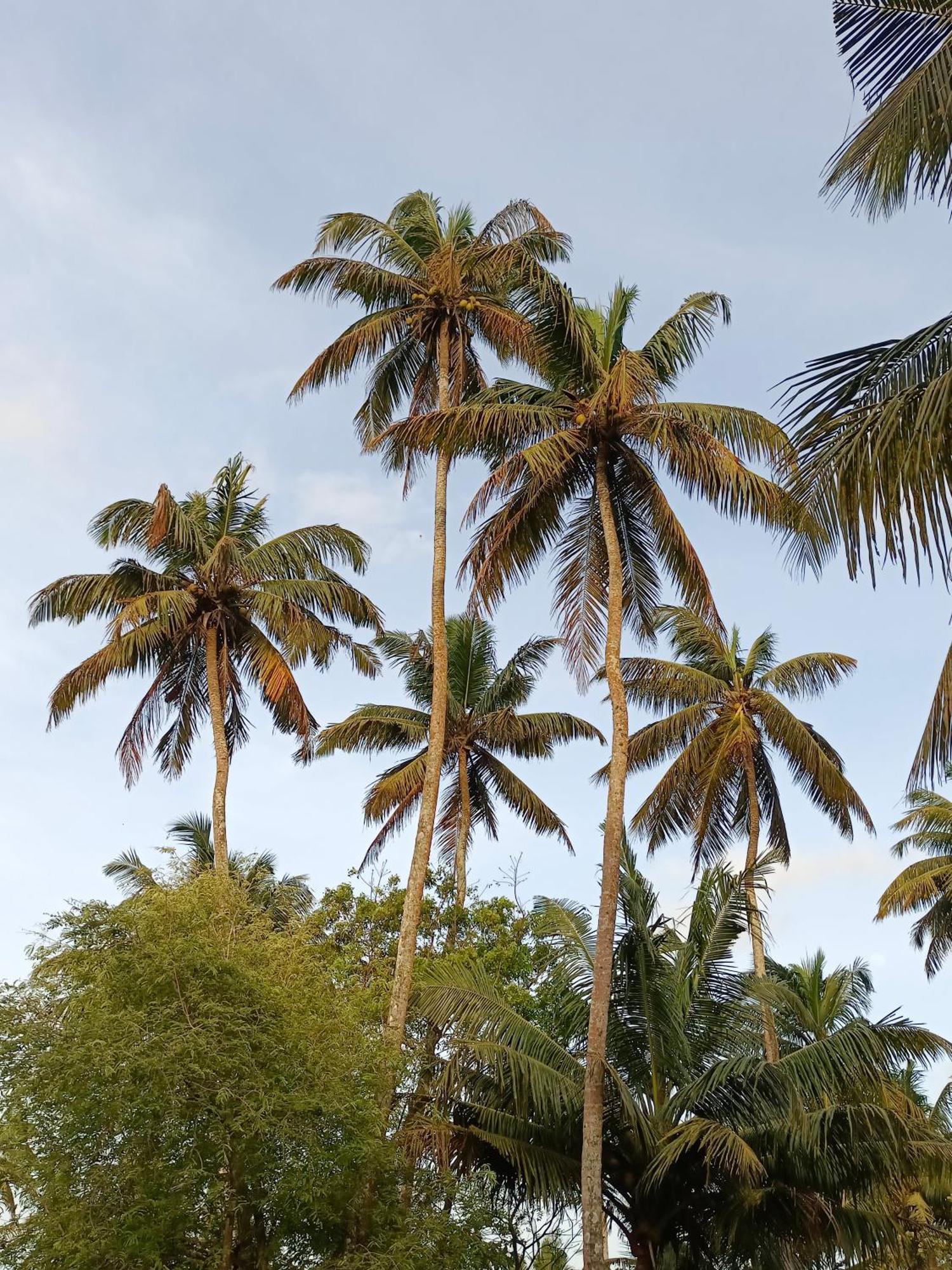 Hotel Weligama Ocean Breeze Esterno foto